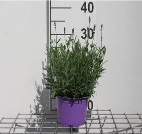 Lavandula angustifolia 'Hidcote' - pot 1,5L (Lavendel) -