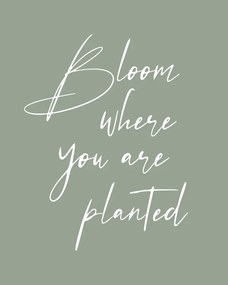 Ilustratie Bloom, Beth Cai