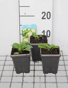 Caltha palustris var. alba - pot 9x9 cm -