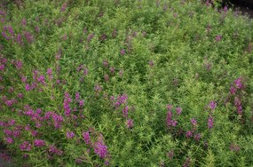 Lythrum salicaria 'Swirl' - pot 9x9 cm