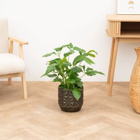 Schefflera Amate struik - 80cm