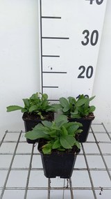 Leucanthemum 'Becky' - pot 9x9 cm