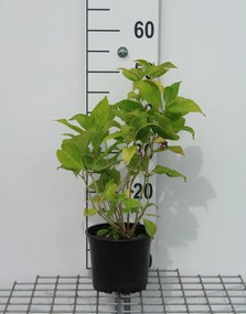 Hydrangea macrophylla 'Bouquet Rose' - pot - 25-30 cm