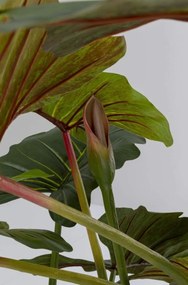 Kare Design Kunststof Tropische Plant Taro Hoogte 180 Cm