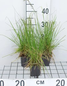 Deschampsia cespitosa 'Tardiflora' - pot 9x9 cm