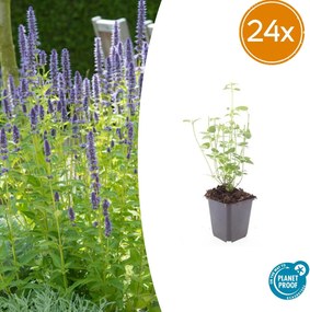 Agastache 'Black Adder' - 20cm