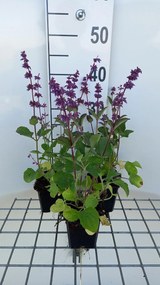 Salvia verticillata 'Endless Love' - pot 9x9 cm