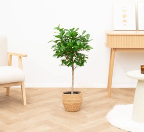 Ficus Moclame op stam - 100cm