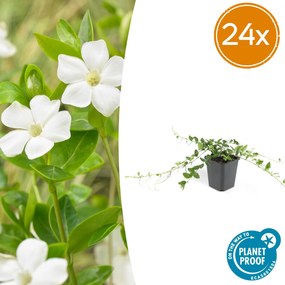 Vinca minor 'Alba' - 20cm