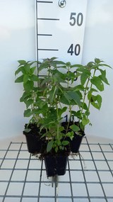 Monarda 'Marshall's Delight' - pot 9x9 cm -