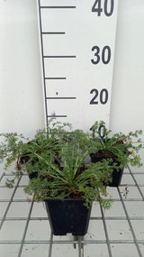 Anacyclus depressus 'Gnom' - pot 9x9 cm