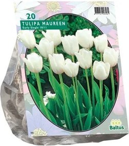 Tulipa Maureen Bloembollen - 10 stuks - Enkel Laat - Zuiver Wit