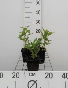 Monarda 'Schneewittchen' - pot 9x9 cm
