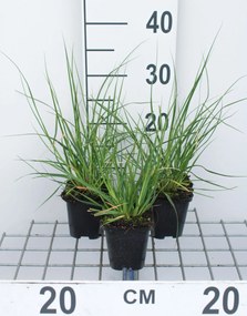 Cortaderia selloana 'Pumila' - pot 9x9 cm -