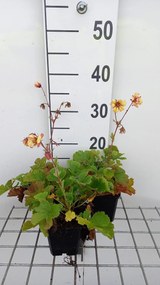 Geum 'Yellow Fluffy' - pot 9x9 cm