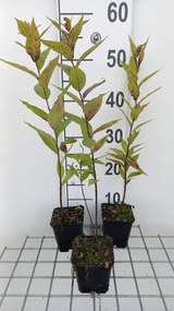 Amsonia illustris - pot 9x9 cm