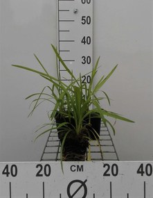Liriope muscari 'Monroe White' - pot 9x9 cm -