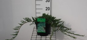 Juniperus horizontalis 'Wiltonii' - pot - 25-30 cm -