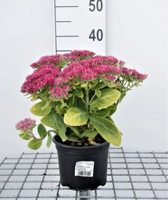 Sedum spectabile 'Brillant' - pot 2L -