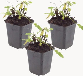 Planten White Woodland Sage Salvia nemorosa Schneehügel, 3-delig