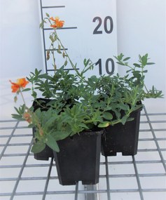 Helianthemum 'Bronzeteppich' - pot 9x9 cm -