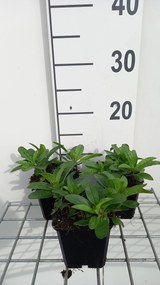 Veronica spicata 'Glory' (Royal Candles) - pot 9x9 cm -
