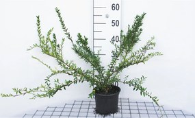Lonicera pileata - pot 2L - 30-40 cm