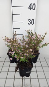 Aster ericoides 'Lovely' - pot 9x9 cm -
