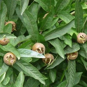 Mespilus germanica 'Westerveld' - pot 7,5L - struik