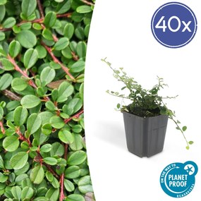 Cotoneaster pro'Streib's Findling'- 20cm