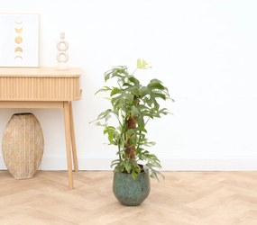 Monstera Minima Mosstok - 70cm