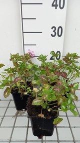 Lamium maculatum 'Roseum' - pot 9x9 cm