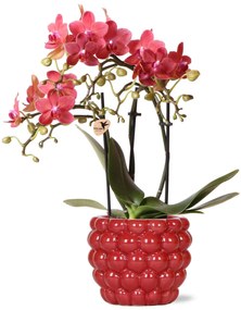 Orchidee (Phalaenopsis) inclusief sierpot fruit - 40cm