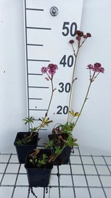 Astrantia major 'Claret' - pot 9x9 cm -