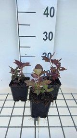 Lysimachia ciliata 'Firecracker' - pot 9x9 cm