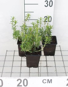 Winterbonenkruid - pot 9x9 cm (Satureja montana) -