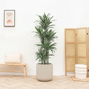 Dracaena Warneckei carrousel - 200cm