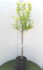 Magnolia 'Susan' - pot 18L - halfstam boom