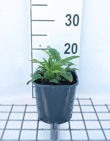 Echinacea purpurea 'Alba' - pot 2L