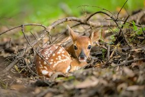 Foto Newborn white-tailed deer fawn on forest floor, jared lloyd