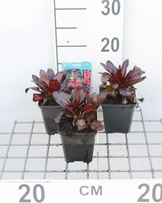 Lobelia cardinalis - pot 9x9 cm -
