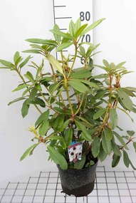 Rhododendron'Sappho'- pot - 40-50 cm -