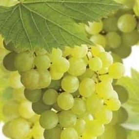 Vitis 'Golden Champion' - pot - 50-60 cm -