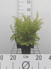 Polystichum setiferum 'Dahlem' - pot 9x9 cm