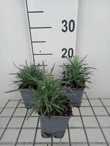 Dianthus 'Munot' - pot 9x9 cm