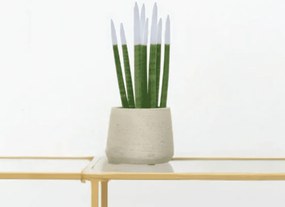 Sansevieria Cylindrica Velvet Touchz wit - 25cm