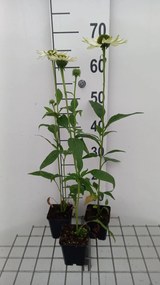 Echinacea purpurea 'Virgin' - pot 9x9 cm -