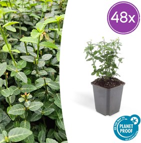 Euonymus fortunei radicans - 20cm