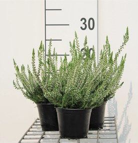 Calluna vulgaris - wit - pot diameter 10,5 cm - 10-12 cm -