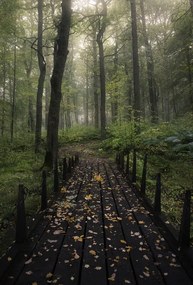 Foto Misty morning, Christian Lindsten